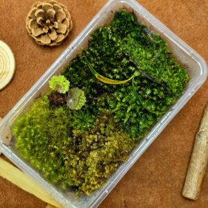 Plants & Moss Mix Box