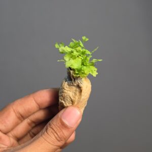 Fern