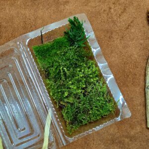 Small Box  Moss Mix