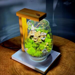 Pahar Pur (Live Terrarium)